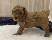 Cody, a male Poodle - Miniature  for sale in Ozark, MO – 4 of 5