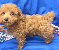 Jeffery , a male Poodle - Toy  for sale in Ozark, MO – 3 of 5