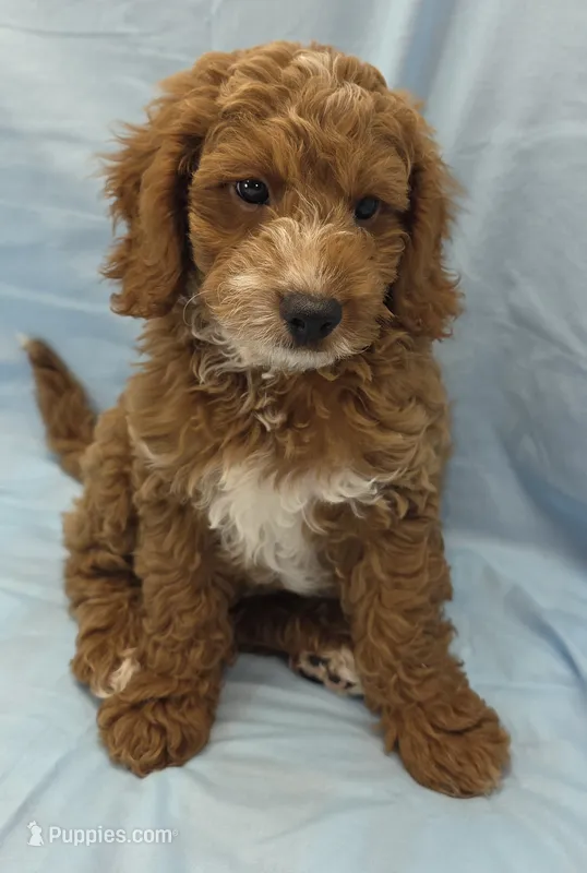 Cody – Cavapoo puppy for sale in Ozark, MO