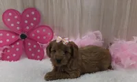 Trixie, a female Cavapoo for sale in Ozark, MO – 2 of 6