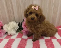 Patsy, a female Poodle - Toy  for sale in Ozark, MO – 5 of 7