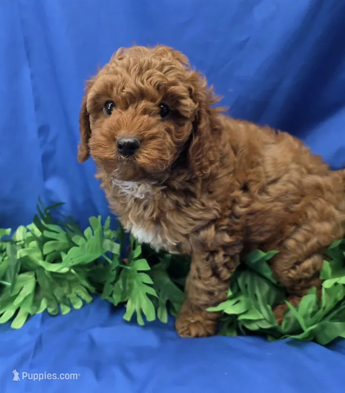 Dustin  – Cavapoo puppy for sale in Ozark, MO