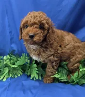 Dustin , a male Cavapoo for sale in Ozark, MO – 1 of 5