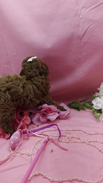 Gertrude , a female Poodle - Toy  for sale in Ozark, MO – 7 of 7