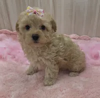 Sophia , a female Poodle - Toy  for sale in Ozark, MO – 1 of 6