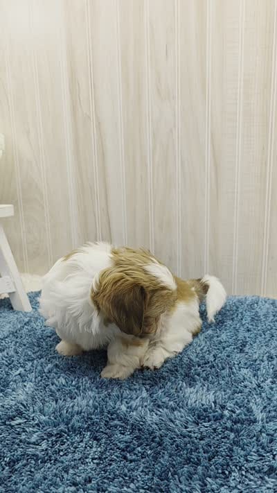 Dillan, a male Shih Tzu for sale in Ozark, MO – 10 of 10