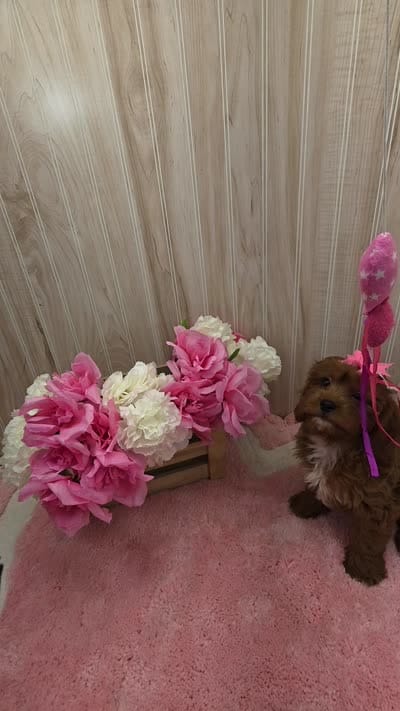 Maya, a female Cavapoo for sale in Ozark, MO – 7 of 7