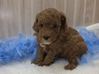 Cayden, a male Poodle - Miniature  for sale in Ozark, MO – 3 of 5