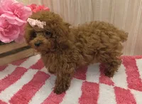 Annie , a female Poodle - Toy  for sale in Ozark, MO – 3 of 8