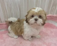 Molly , a female Shih Tzu for sale in Ozark, MO – 2 of 9