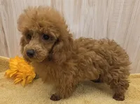 Jack, a male Poodle - Toy  for sale in Ozark, MO – 10 of 10