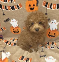 Shrimp, a male Poodle - Toy  for sale in Ozark, MO – 2 of 4