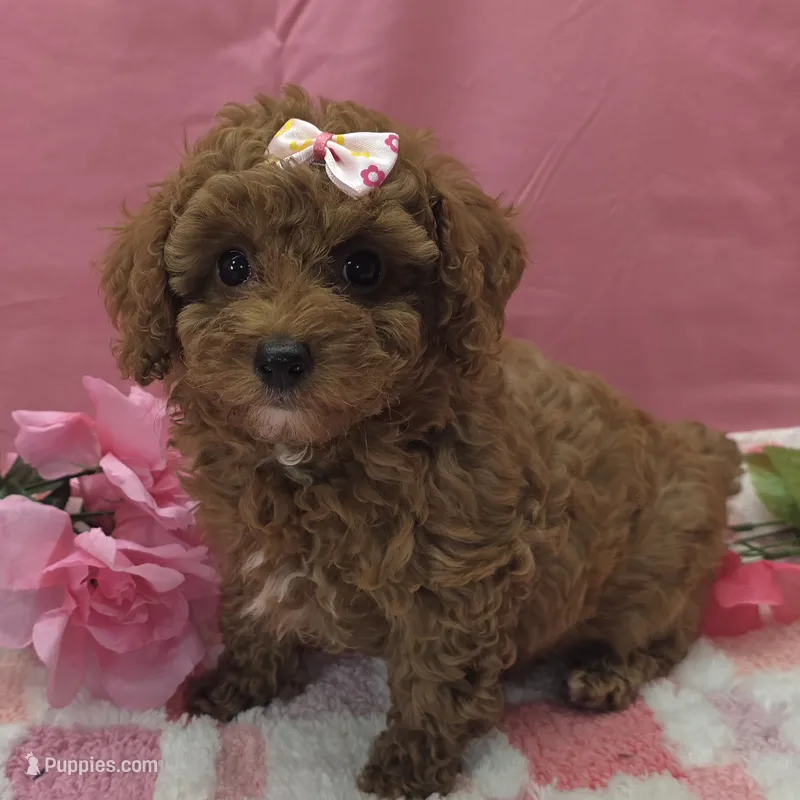 Molly , a female Poodle - Toy  for sale in Ozark, MO – 1 of 6