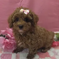 Molly , a female Poodle - Toy  for sale in Ozark, MO – 1 of 6