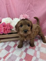 Suzie , a female Cavapoo for sale in Ozark, MO – 5 of 5
