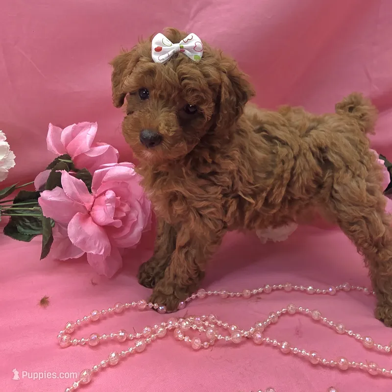 Gertrude  – Poodle - Toy  puppy for sale in Ozark, MO