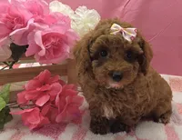 Molly , a female Poodle - Toy  for sale in Ozark, MO – 3 of 6