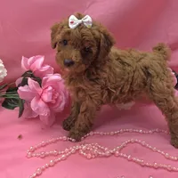 Gertrude , a female Poodle - Toy  for sale in Ozark, MO – 6 of 7
