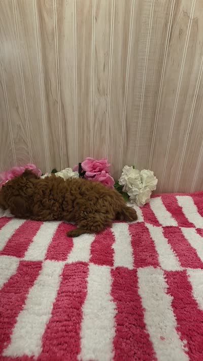Patsy, a female Poodle - Toy  for sale in Ozark, MO – 7 of 7