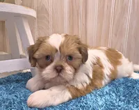 Dillan, a male Shih Tzu for sale in Ozark, MO – 8 of 10