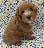 CHARLIE , a male Cavapoo for sale in Ozark, MO – 3 of 6