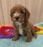 Freddy , a male Cavapoo for sale in Ozark, MO – 3 of 6