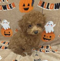 Shrimp, a male Poodle - Toy  for sale in Ozark, MO – 3 of 4