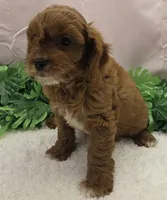 Scotty, a male Cavapoo for sale in Ozark, MO – 4 of 7