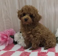 Patsy, a female Poodle - Toy  for sale in Ozark, MO – 2 of 7