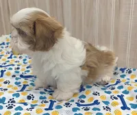 Shorty, a male Shih Tzu for sale in Ozark, MO – 2 of 10