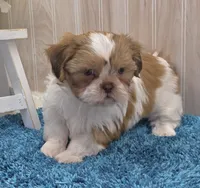 Dillan, a male Shih Tzu for sale in Ozark, MO – 2 of 10