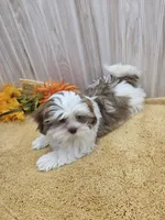 Tony, a male Shih Tzu for sale in Ozark, MO – 8 of 9