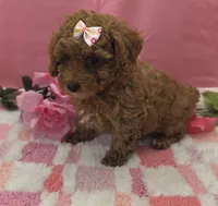 Molly , a female Poodle - Toy  for sale in Ozark, MO – 5 of 6