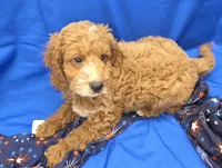 Cody, a male Cavapoo for sale in Ozark, MO – 4 of 5