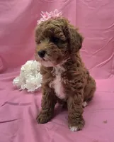 BELLA , a female Poodle - Miniature  for sale in Ozark, MO – 4 of 7