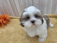 Tony, a male Shih Tzu for sale in Ozark, MO – 4 of 9