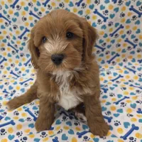 CHARLIE , a male Cavapoo for sale in Ozark, MO – 2 of 6