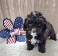 CHARLIE , a male Poodle - Toy  for sale in Ozark, MO – 4 of 7