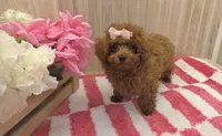 Annie , a female Poodle - Toy  for sale in Ozark, MO – 7 of 8