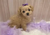 Lilly , a female Chipoo for sale in Ozark, MO – Photo 1 of 9