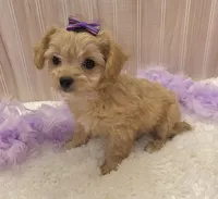 Lilly , a female Chipoo for sale in Ozark, MO – Photo 3 of 9