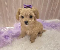 Lilly , a female Chipoo for sale in Ozark, MO – Photo 9 of 9