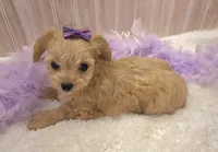 Lilly , a female Chipoo for sale in Ozark, MO – Photo 6 of 9