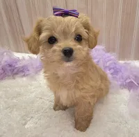 Lilly , a female Chipoo for sale in Ozark, MO – Photo 2 of 9