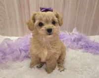 Lilly , a female Chipoo for sale in Ozark, MO – Photo 4 of 9