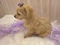 Lilly , a female Chipoo for sale in Ozark, MO – Photo 8 of 9