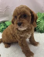 Scotty, a male Cavapoo for sale in Ozark, MO – 2 of 7