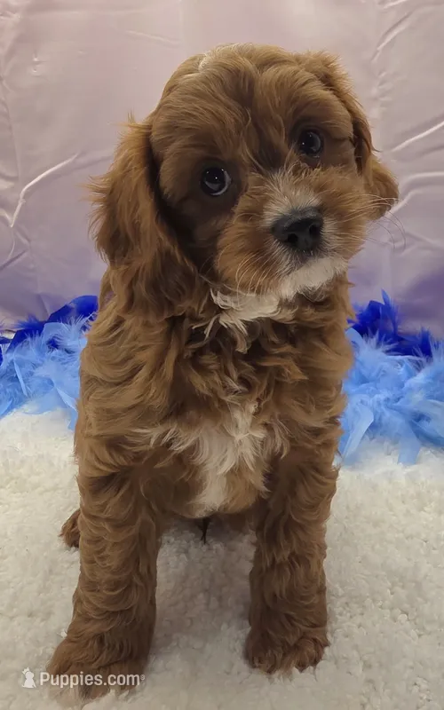 CHARLIE  – Cavapoo puppy for sale in Ozark, MO