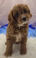 CHARLIE , a male Cavapoo for sale in Ozark, MO – 1 of 5