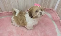 Molly , a female Shih Tzu for sale in Ozark, MO – 4 of 9